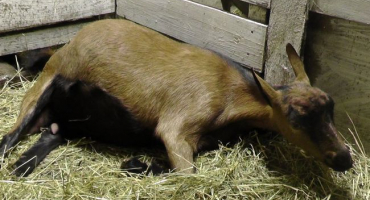 Ketóza u kozy: jak se projevuje a co s tím dělat?