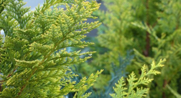 Elwoodi cypřiš - dekorativní ephedra pro domov a pozemek