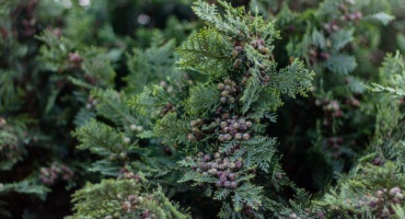 Lawson cypřiš kolumnaris - stálezelený dlouhověčný