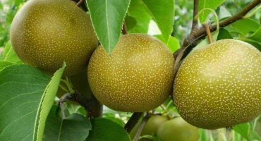 Čínská hruška: její vlastnosti a pravidla pro pěstování odrůd