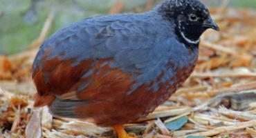 Čínsky malované - dekorativní křepelka