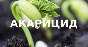 Klasifikace akaricidů a jejich účinek na rostliny, popis 7 nejlepších léků