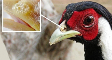 Klasifikace bažantích chorob a způsoby jejich léčby, je možné jim předcházet