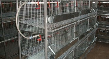 Buněčný chov nosnic doma