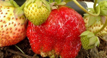 Jahoda elizabeth 2: podrobný přehled odrůdy