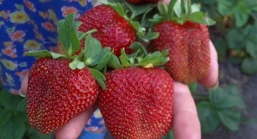 Strawberry marshal: popis odrůdy a vlastností, s fotografiemi a recenzemi