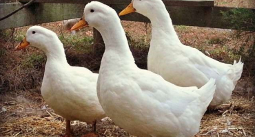 Kdy u kachen začíná období snášky??