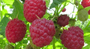 Když maliny dozrávají v různých regionech, načasování sběru domů a lesů