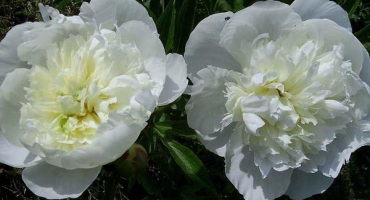 Když pivoňky různých typů kvetou po výsadbě, krmení a péči