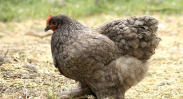 Cochinchins - popis plemene kuřat