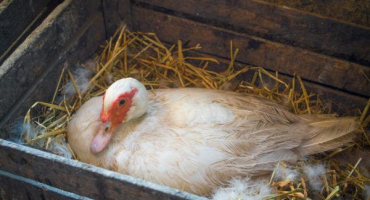 Počet násadových vajec