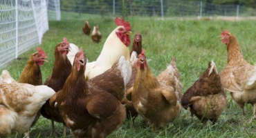 Počet slepic na jednoho kohouta