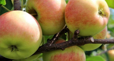 Množství cukru v jablkách – zvyšují hladinu glukózy??