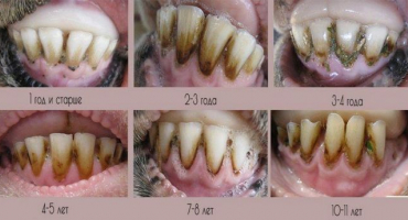 Počet zubů berana a stavba čelisti, jak podle nich určit stáří