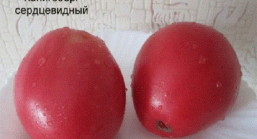 Sběr semen vzácných odrůd rajčat od valentiny radko pro rok 2022