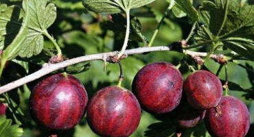 Perník - popis odrůdy angreštu a tajné pěstitelské techniky