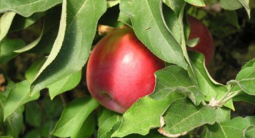 Sloupovitý prezident jablka - vlastnosti odrůdy