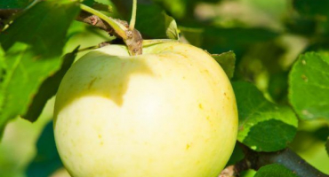 Sloupovité jablko odrůdy med
