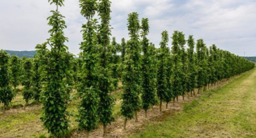 Sloupovité jabloně - popis odrůd