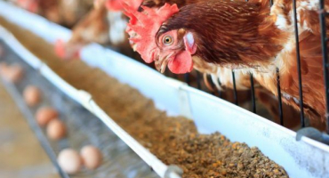 Krmná směs pro nosnice