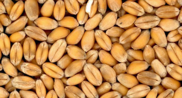 Krmné směsi pro křepelky: přehled surovin a receptů pro kutilské vaření