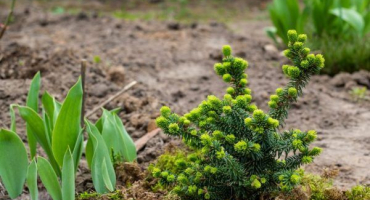 Korejská jedle diamant je nejkrásnější mini keř