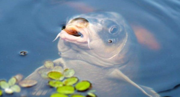 Krmivo pro ryby: druhy, složení a krmné režimy