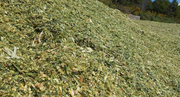 Krmivo pro ovce: přehled stravy