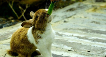 Jsou králíci krmeni okurkami
