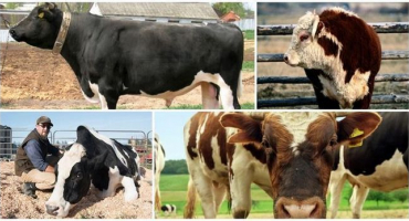 Krmení a chov inseminujících býků, použití a obří exempláře