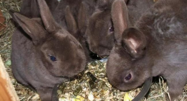 Krmení králíků: přehled stravy a tipy na nákup píce