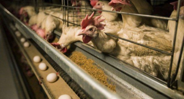 Krmení nosnic v domácnosti