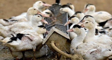 Krmení kachen doma: pravidla a doporučení