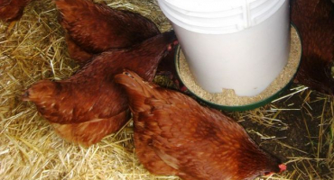 Krmítka pro kuřata: přehled možností + udělejte si sami