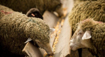 Krmítka pro ovce - co to jsou a jak si je vyrobit?