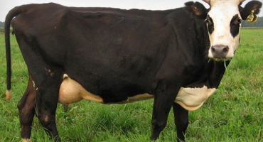 Kráva plemene jaroslavl: rysy vzhledu, údržby a chovu