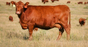Kráva červená step: podrobný popis plemene