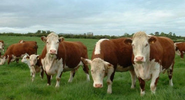 Herefordské krávy: popis obsahu a produktivity