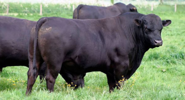 Krávy a býci aberdeen angus