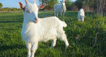 Chov koz pro začátečníky: průvodce chovem a chovem