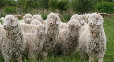 Angorské kozy: charakteristika a rysy obsahu