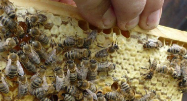 Krajinské plemeno včel - podrobné charakteristiky a rysy