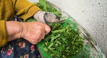 Kopřivy v jídelníčku králíků