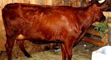 Red gorbatovskaya plemeno krav