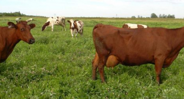 Červené stepní plemeno krav