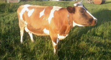 Červeno-bílé plemeno krav