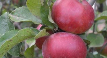 Červená jablka - popis nejlepších odrůd