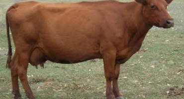 Dánský červený skot: přehled plemene