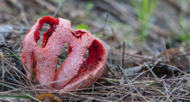 Červená mřížka - toxická houba