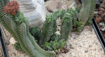Crassula buddha temple - po čem tato vzácná kráska touží